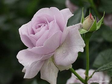 Beautiful Roses