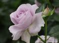 Beautiful Roses