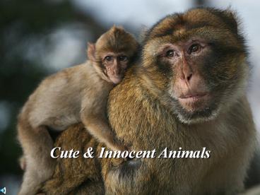 Cute & Innocent Animals