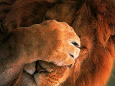 Animaux
